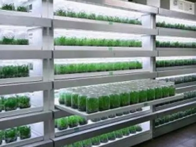 組培架培養(yǎng)