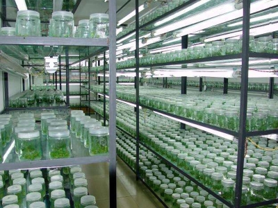 組培室培養(yǎng)