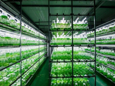 組培室培養(yǎng)