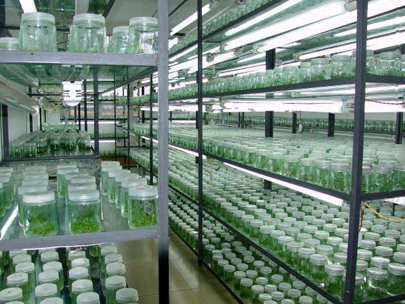 組培室7 組培室7