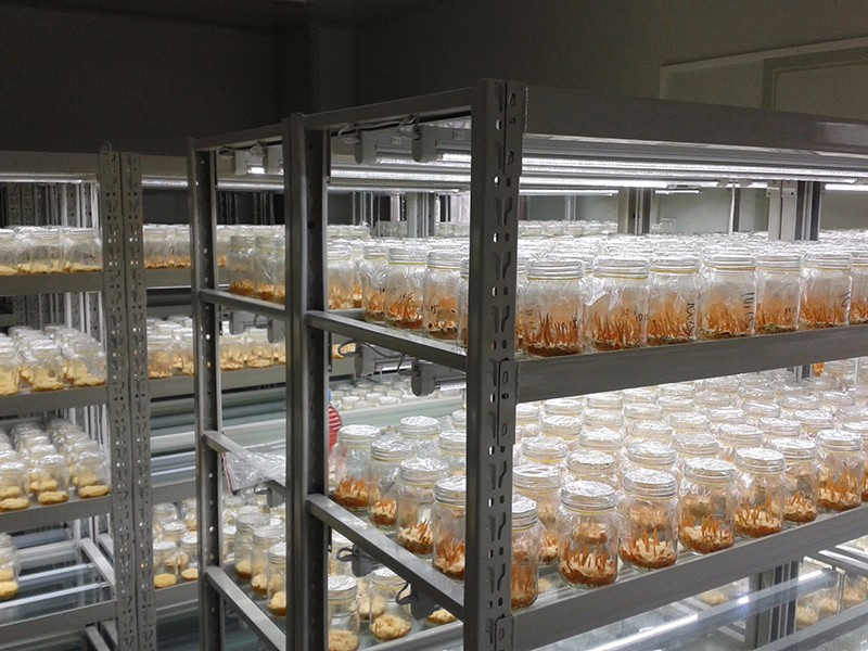 中國(guó)壽光國(guó)際蔬菜5 中國(guó)壽光國(guó)際蔬菜5