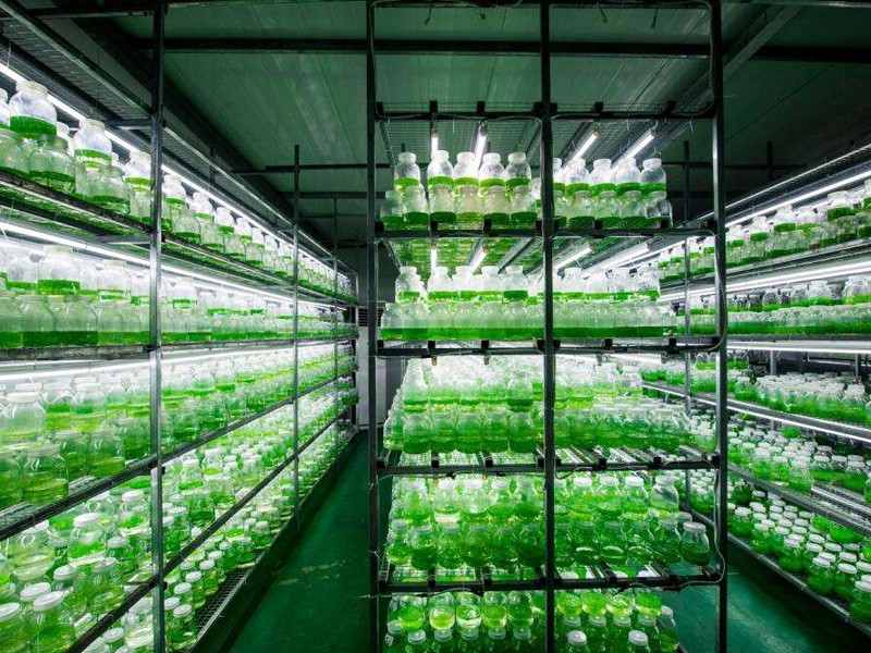 培養(yǎng)架 培養(yǎng)架