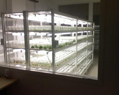 植物無糖組培快繁技術的限制因素與應用前景