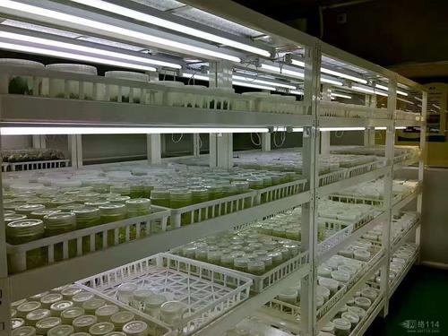 植物組培中褐變的原因及其預防措施