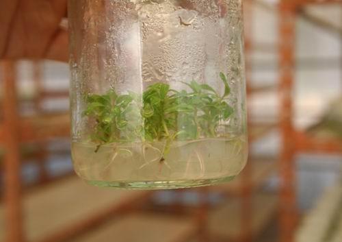 植物組織培養(yǎng)