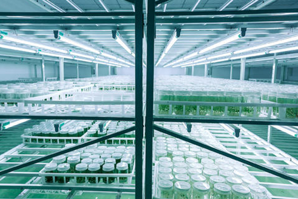 植物組織培養 植物組織培養