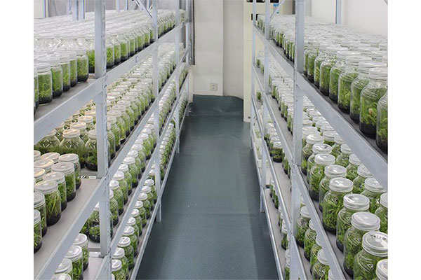 植物組織培養