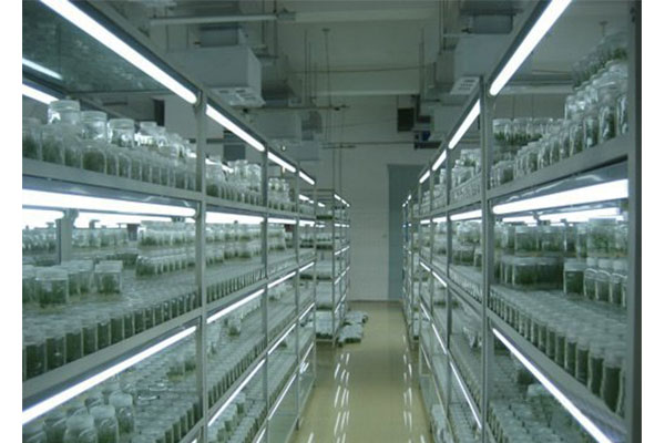 植物組織培養