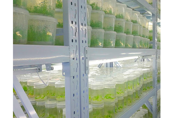 植物組織培養