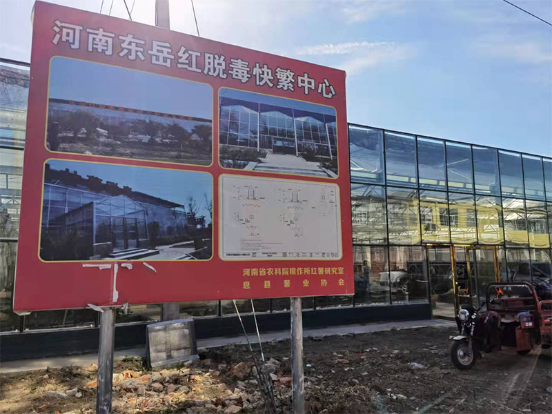 河南東岳紅脫毒快繁中心