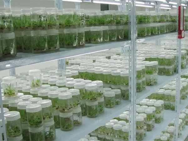 組培室設(shè)計