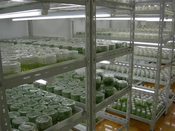 組培室設(shè)計廠家