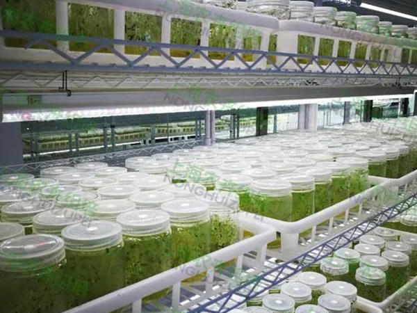 組培室設計建設公司