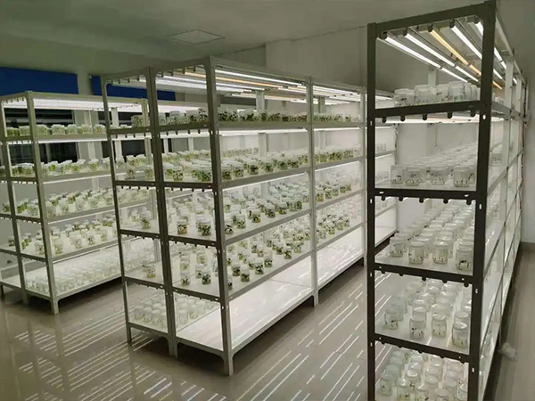 組培室設(shè)計(jì)