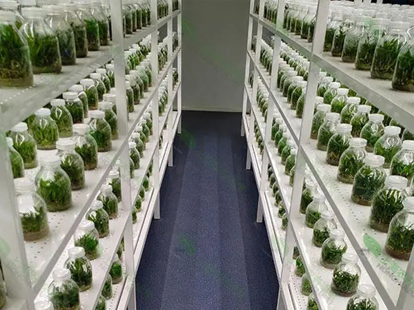 組培室設計和建設標準