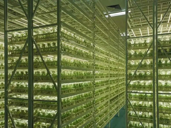 濟南組培架設計公司