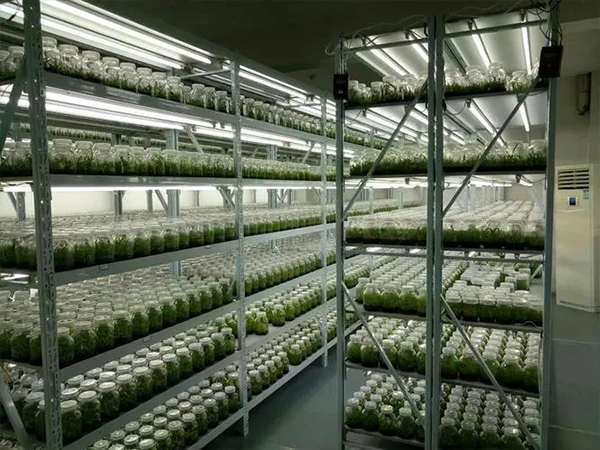 濟(jì)南組培架 濟(jì)南組培架