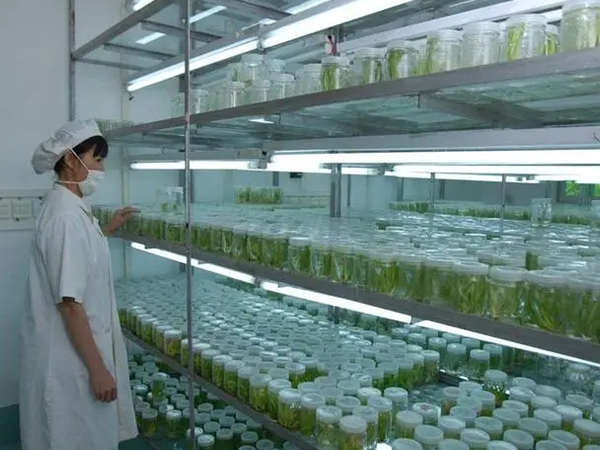 植物組織培養架